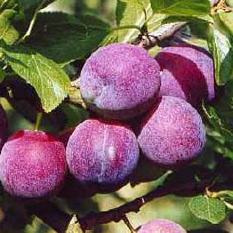Belgian Purple - Heemkring Ter Ham Steenokkerzeel 
